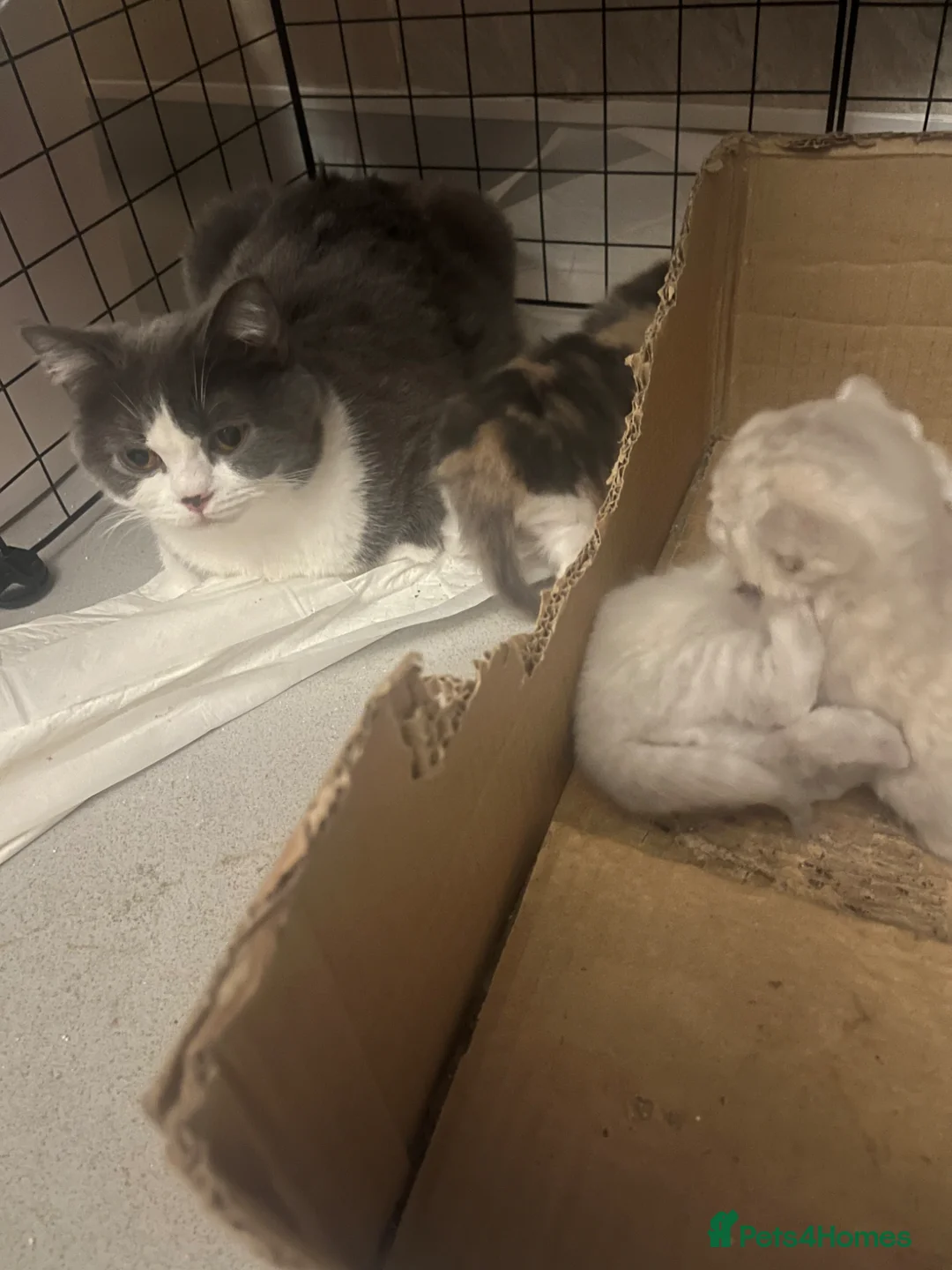 British Shorthair cats for sale: British shorthair kittens  - Advert 1