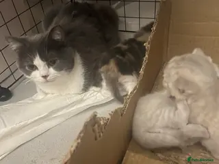 British Shorthair cats British shorthair kittens - Advert 3