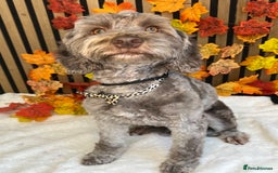 Cockapoo dogs for sale: Lovely adult cockerpoo, chocolate female 2yr okd - Image 1