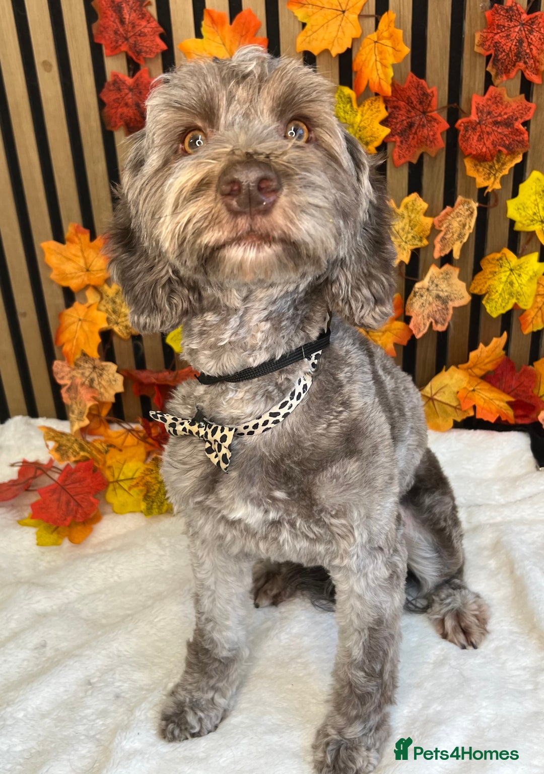 Cockapoo dogs for sale: Lovely adult cockerpoo, chocolate female 2yr okd - Image 1