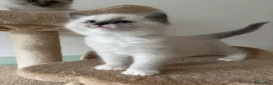 Ragdoll Kitten 1