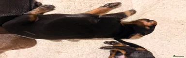 Dobermann 4
