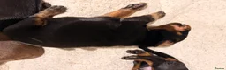 Dobermann dogs for sale: KC Dobermans  - Advert 5
