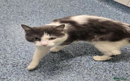 Mixed Breed cats for adoption: FORGE - Image 3