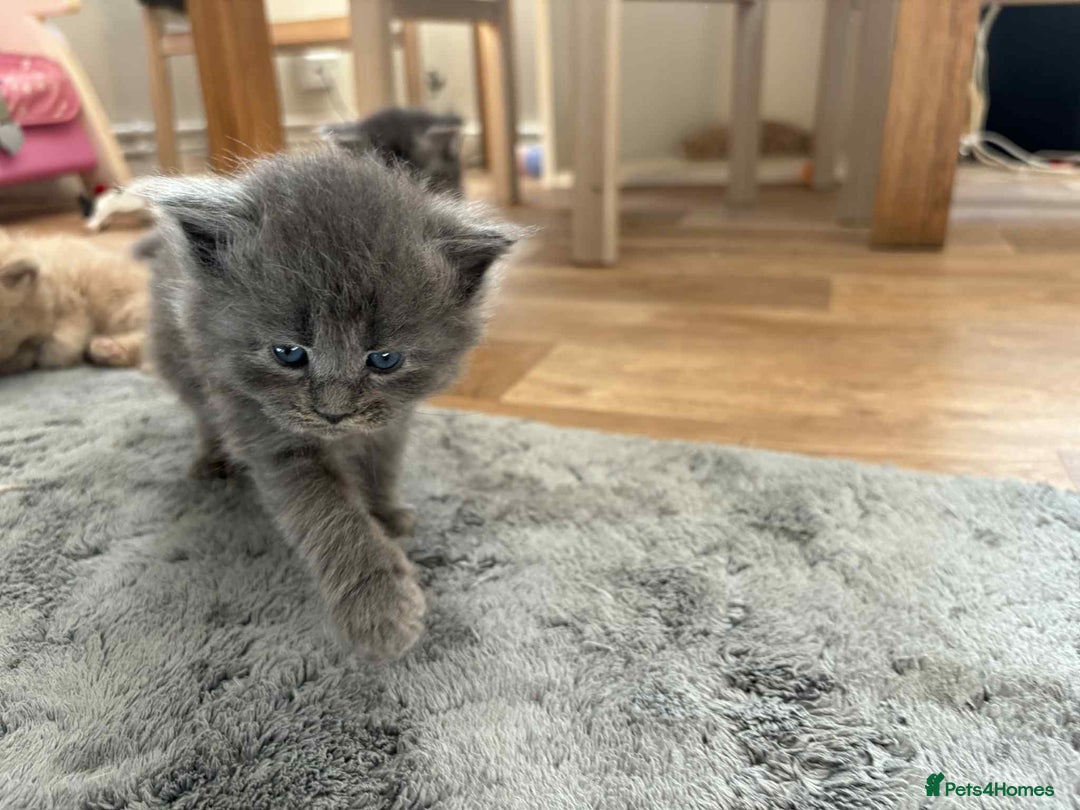 Maine Coon cats for sale: 3/4 maine coon kittens - Image 5