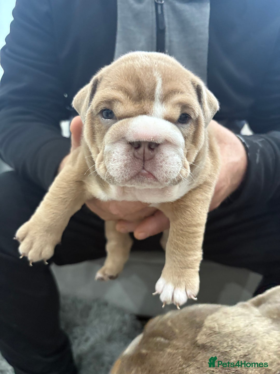 English Bulldog dogs for sale: English bulldog puppies  - Advert 5