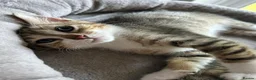 Mixed Breed cats for sale: 4 Gorgeous tabby kittens, 2 with white features - Advert 23