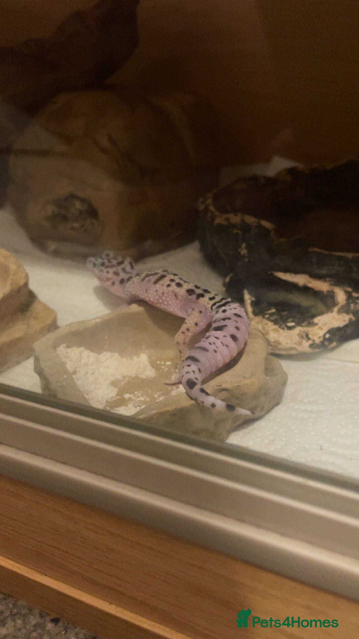 Leopard Gecko reptiles Leopard Geko with full enclosure set up - Advert 2