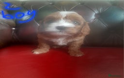 Cavapoo dogs for sale: Cavapoos pups amazing coulers  - Image 10