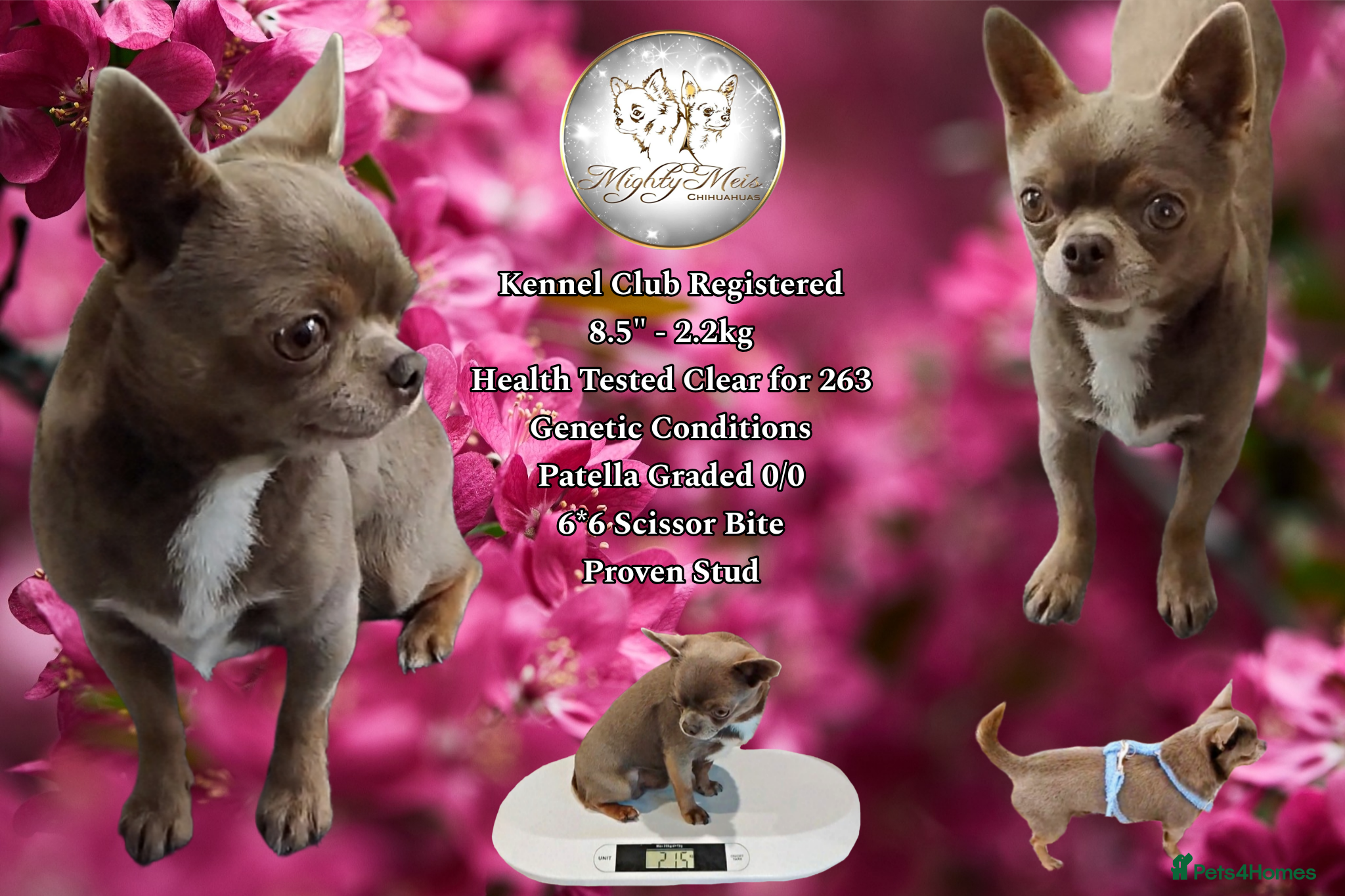 Chihuahua dogs KC reg - Health tested - PROVEN  - Advert 6