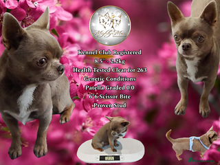 Chihuahua dogs KC reg - Health tested - PROVEN - Advert 1