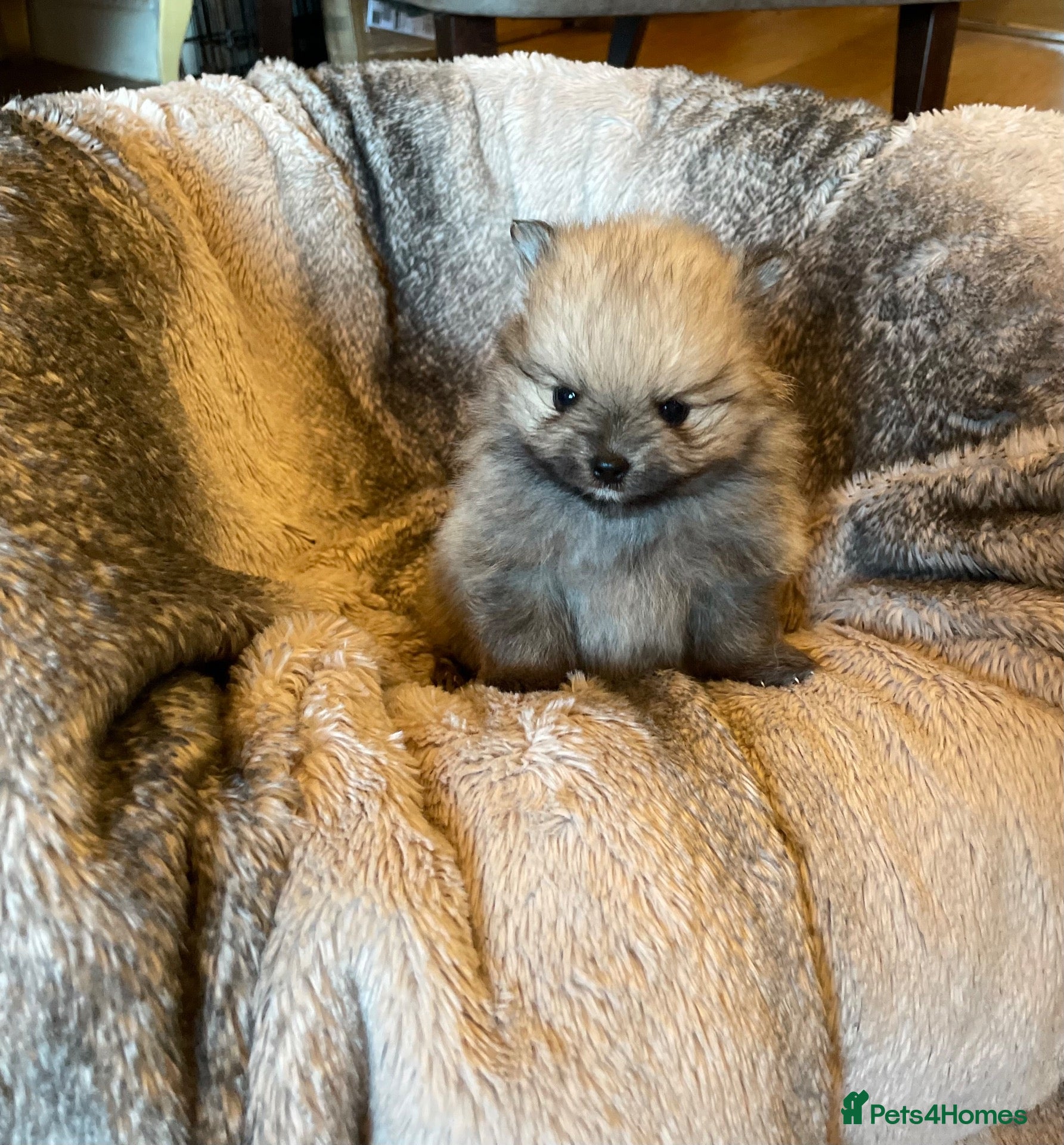 Pomeranian dogs Stunning KC Teddy Bear Pomeranians - Advert 2