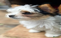 Biewer Terrier dogs for sale: Gorgeous Biewer Terrier puppies  - Image 8