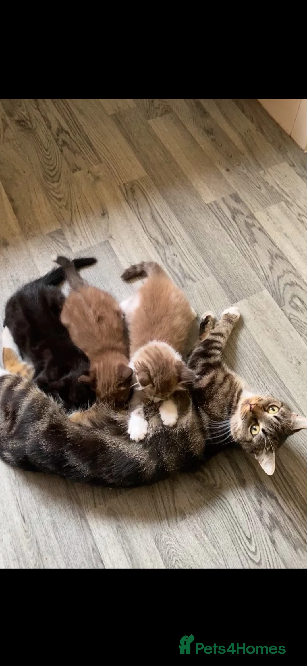 Domestic Shorthair cats for sale: Loving family wanted for our gorgeous female kitty - Advert 4