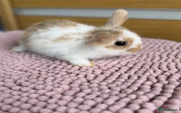 Mini Lop rabbits for sale: 4 baby mini lop bunnies  - Image 9