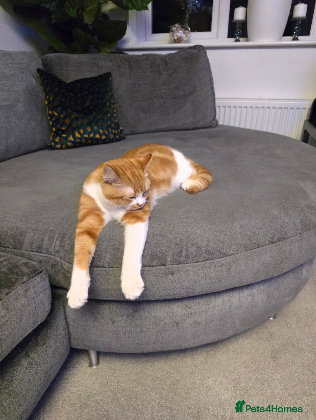 British Shorthair cats for sale: Adorable British Shorthair Male Kitten for Sale  - Advert 2