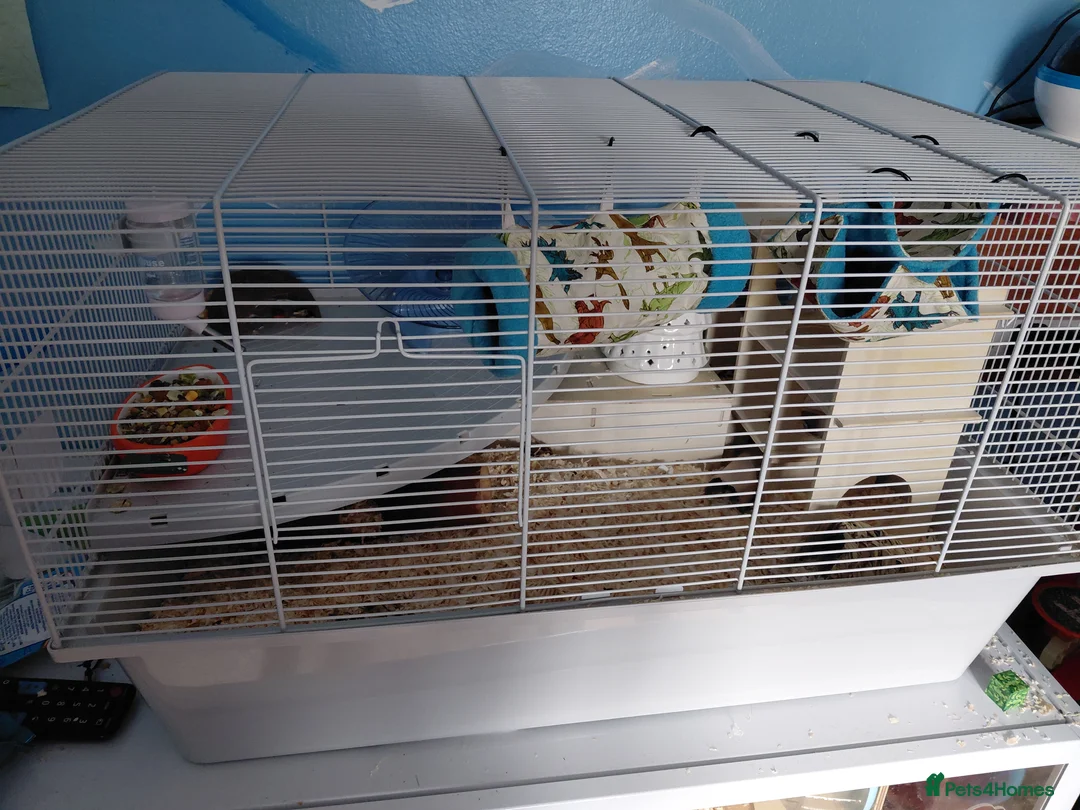 Mouse rodents for sale: Gorgeous brown mouse - Advert 4