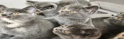 British Shorthair cats for sale: Stunning Rare Colours British Shorthair Kittens - Advert 6