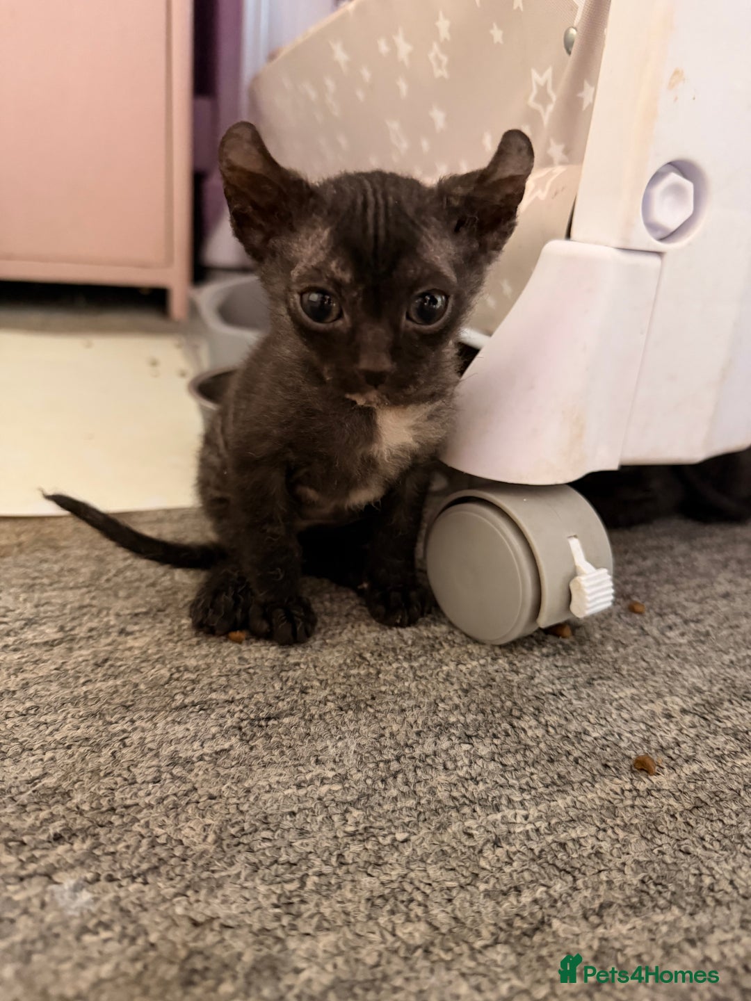 Sphynx cats for sale: Beautiful Sphynx and Elf kittens 🐾🩵🩷 - Advert 16