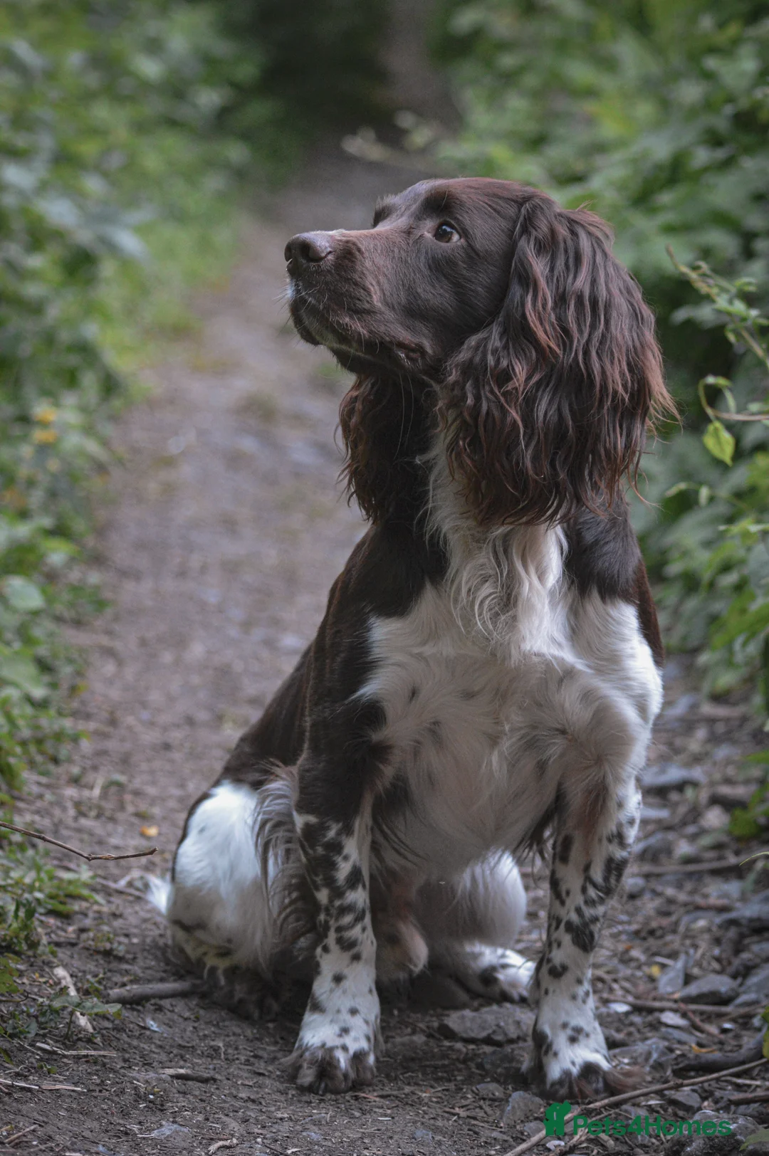 English Springer Spaniel dogs for stud: Fully health tested stud, Pippenmoor Red Flame - Advert 6