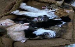 Mixed Breed cats for sale: Kittens - Image 6