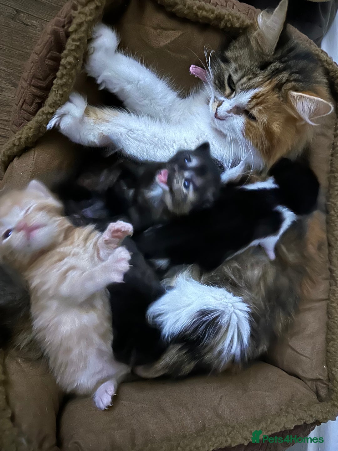 Mixed Breed cats for sale: Kittens - Image 6