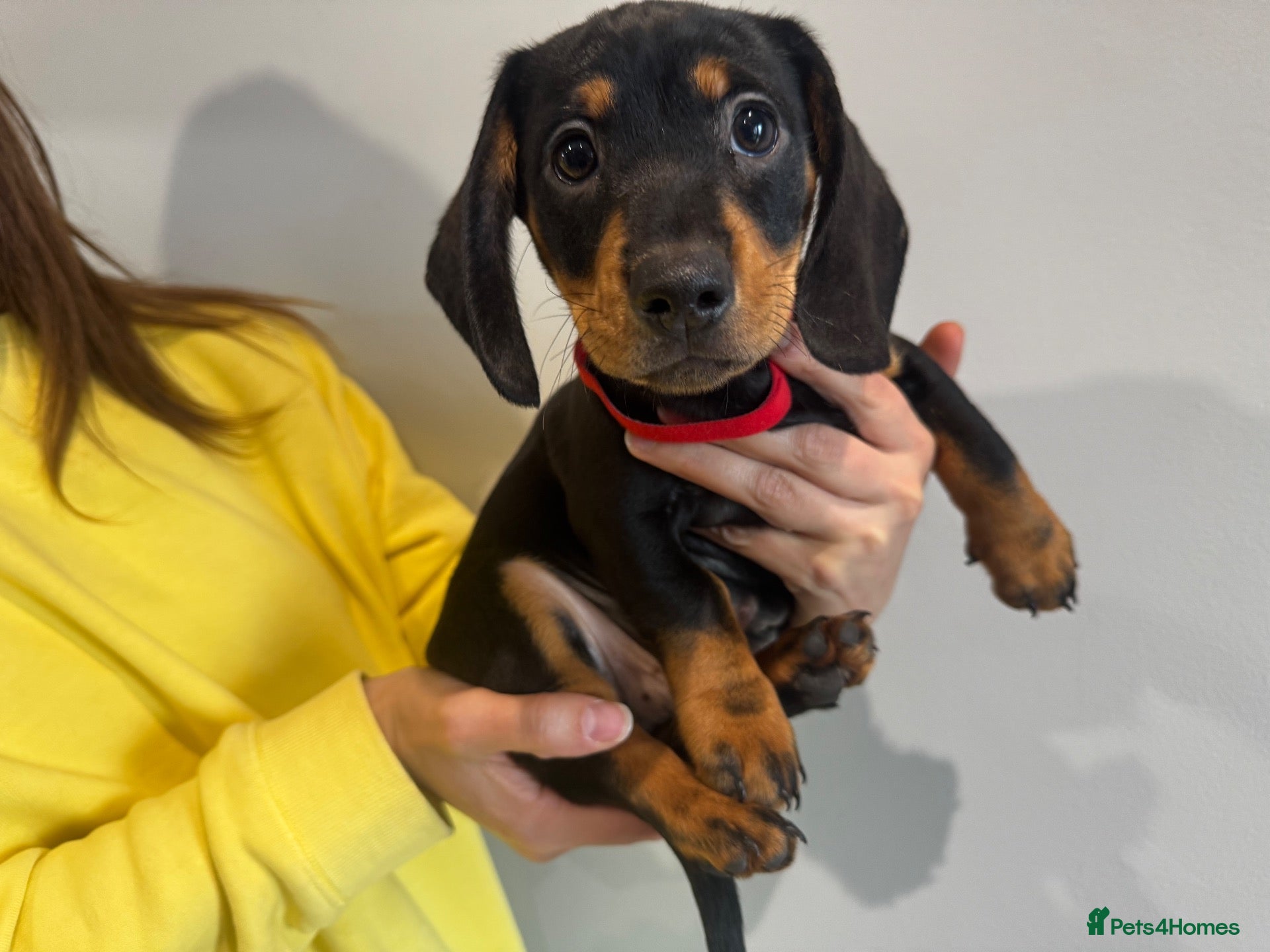 Dachshund dogs Stunning Standard Datchhound puppies    - Advert 2