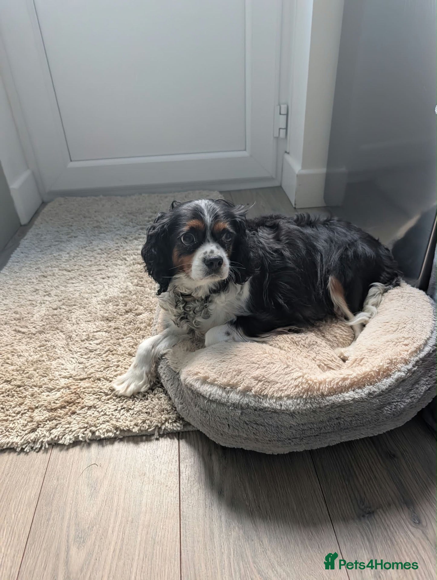 Cavapoo dogs for sale: Cavapoo puppies - Advert 2