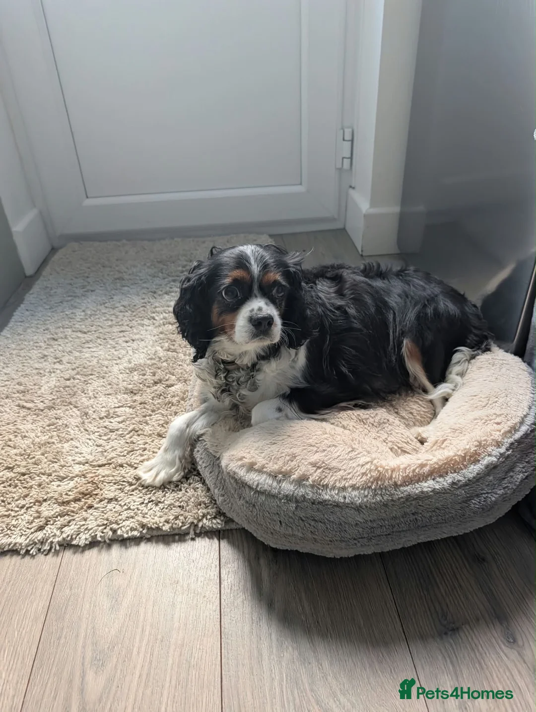 Cavapoo dogs for sale: Cavapoo puppies - Advert 2
