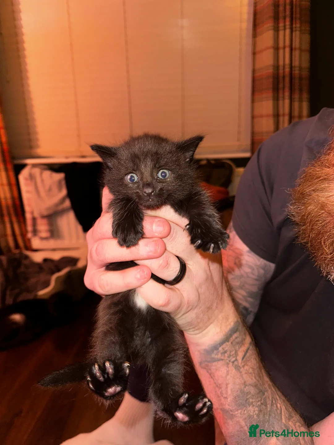 Siberian cats for sale: One pure Siberian male- 4th litter very large  - Advert 12