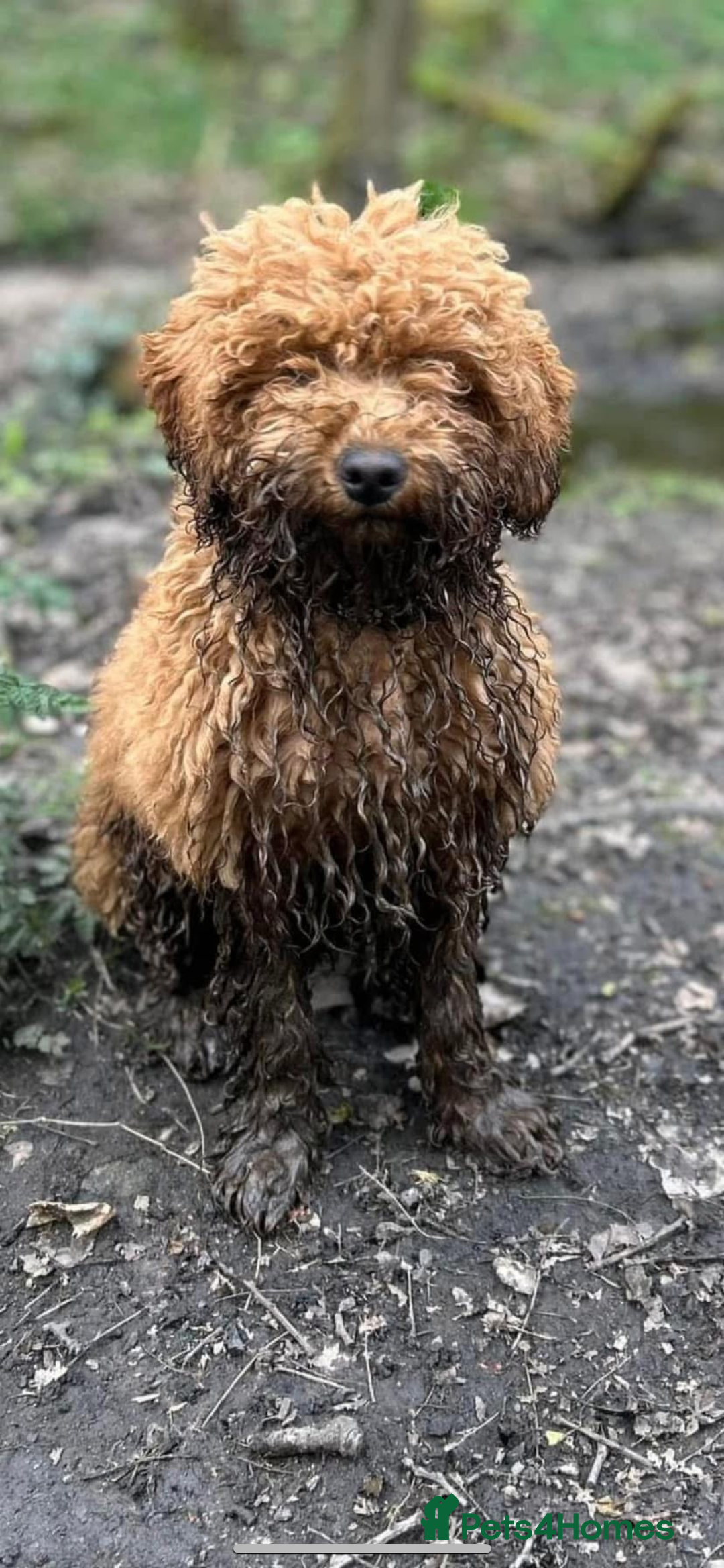 Cockapoo dogs for sale: male cockapoo - Image 2