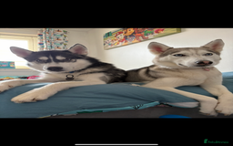 Siberian Husky dogs for sale: Husky puppies - Image 11