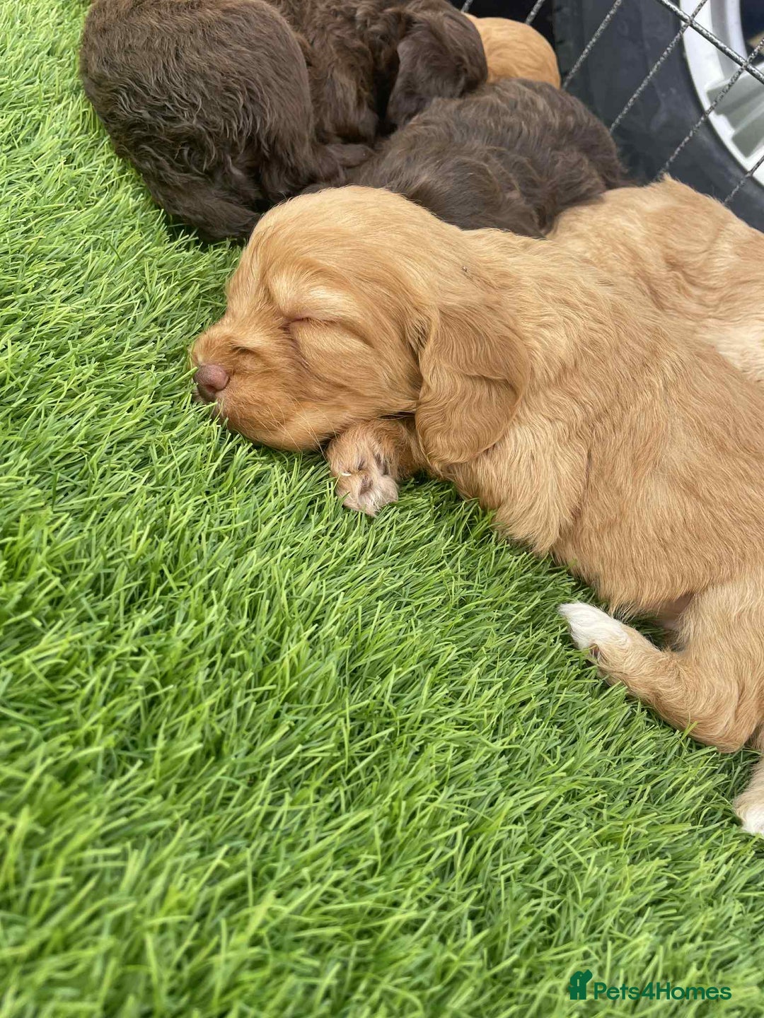 Cockapoo dogs for sale: Cockerpoo puppies - Image 5