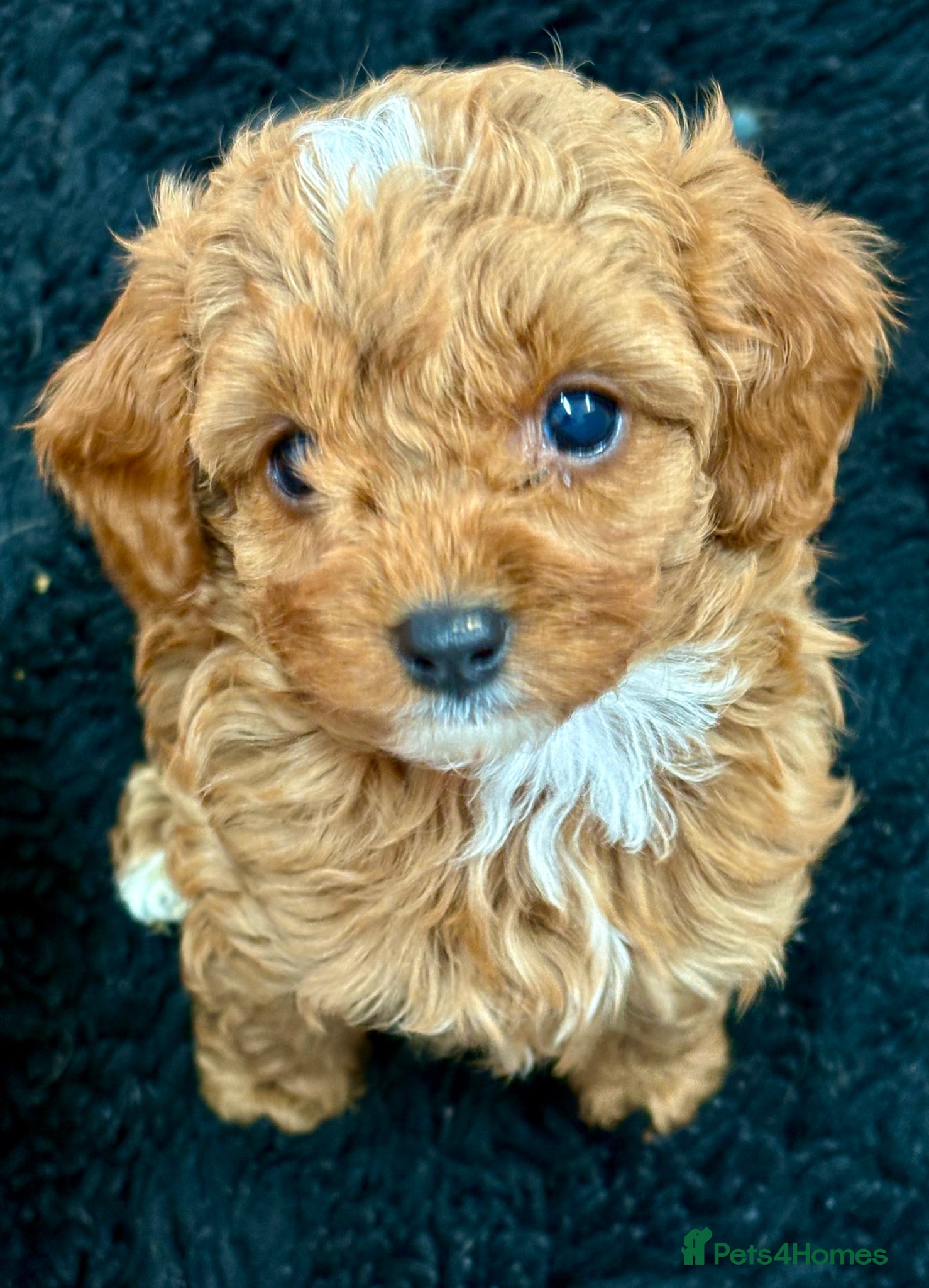 Cavapoo dogs extensively health tested toy cavapoo Girl puppy - Advert 13