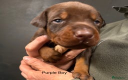 Dobermann dogs for sale: DOBERMAN PUPPIES WITH FANTASTIC PEDIGREE - Image 7