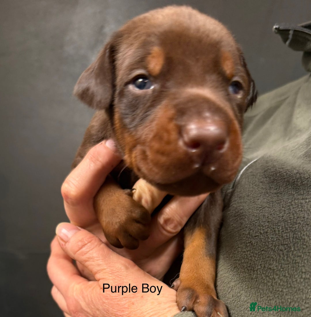 Dobermann dogs for sale: DOBERMAN PUPPIES WITH FANTASTIC PEDIGREE - Image 7