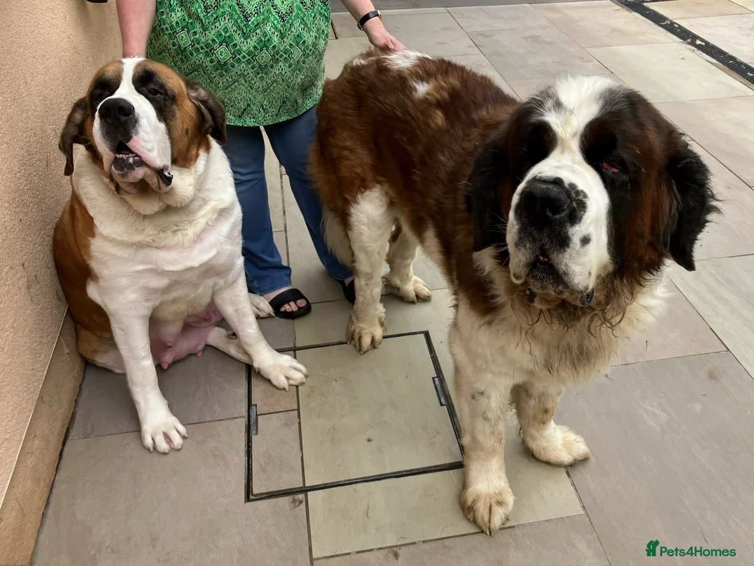 Saint Bernard dogs for sale: Pedigree St Bernard Pups in Blackwood - Advert 31