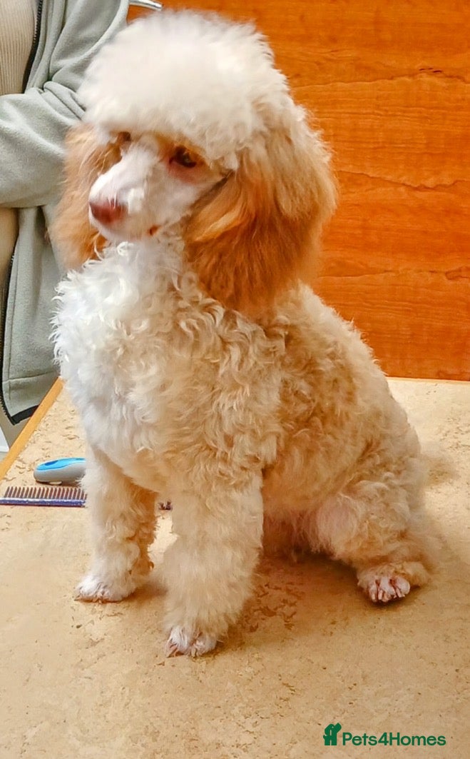 Toy Poodle dogs Stud duties only toy poodle  in Coventry - Advert 18