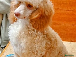 Toy Poodle dogs Stud duties only toy poodle in Coventry - Advert 20