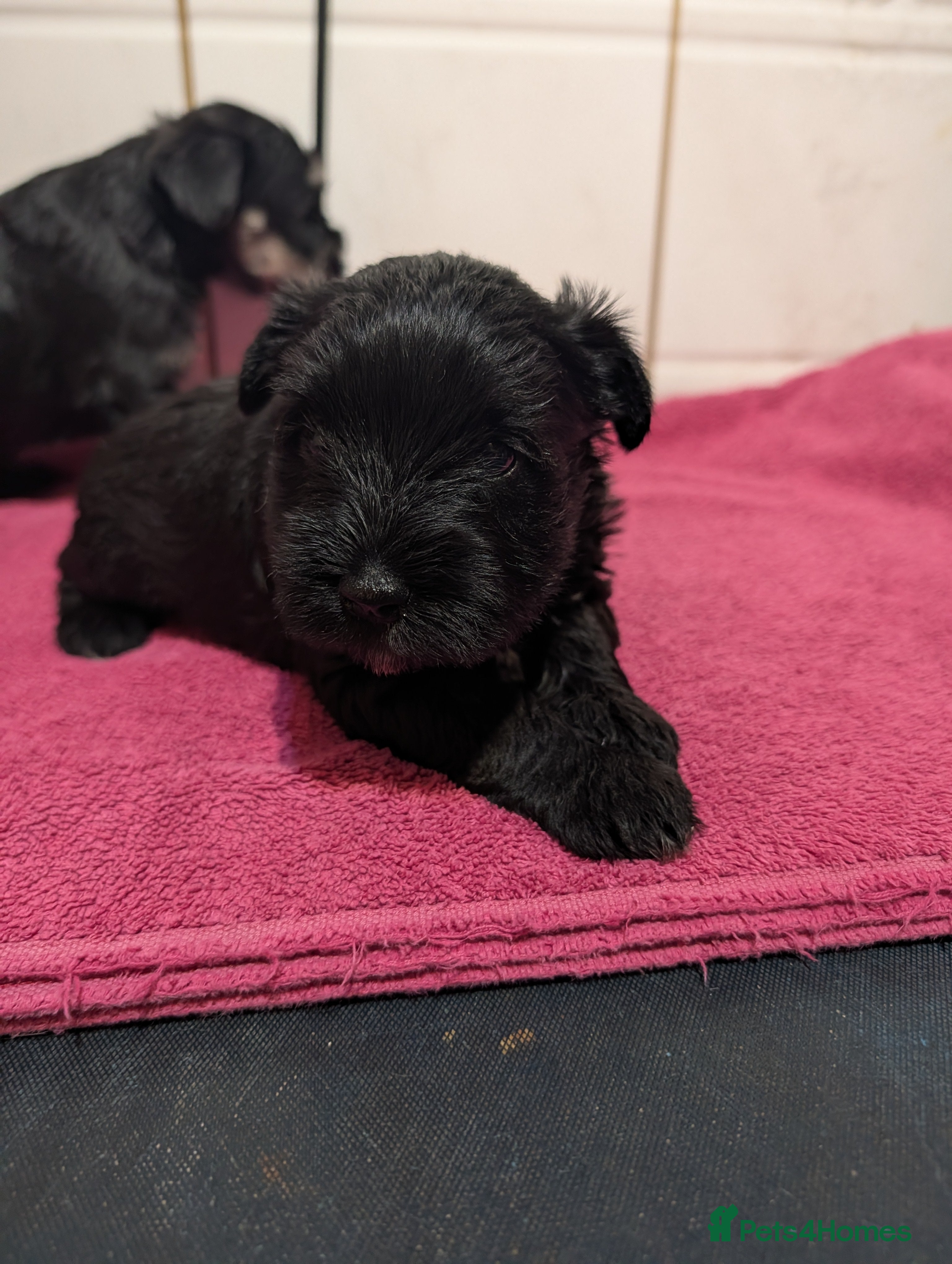 Miniature Schnauzer dogs Miniature schnauzer  - Advert 2