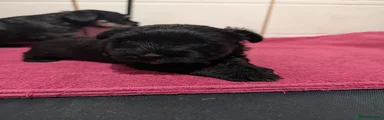 Miniature Schnauzer 8