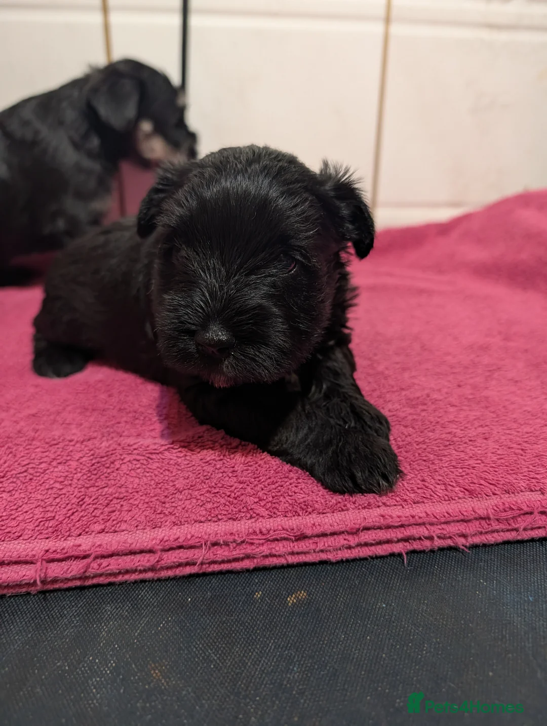 Miniature Schnauzer dogs for sale: Miniature schnauzer  in Evesham - Advert 2