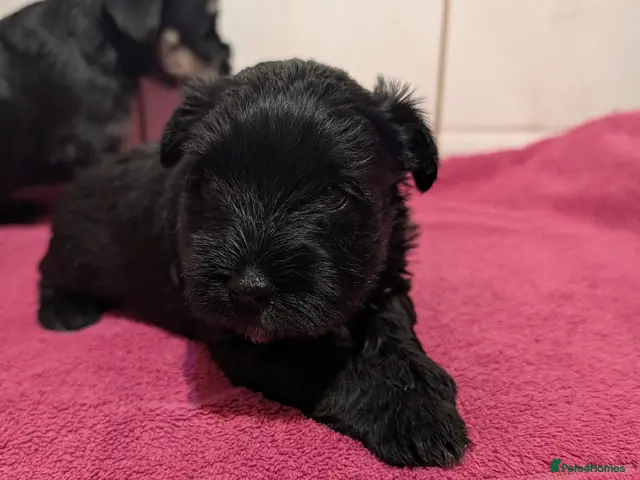 Miniature Schnauzer dogs Miniature schnauzer - Advert 2