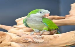 Parrots birds for sale: Green male quaker parrot - Image 2
