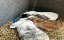 English Lop rabbits for sale: 3 female rabbits  - Image 2