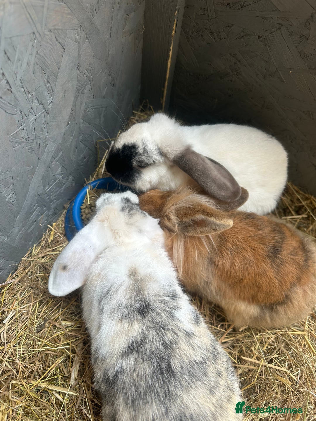 English Lop rabbits for sale: 3 female rabbits  - Image 2