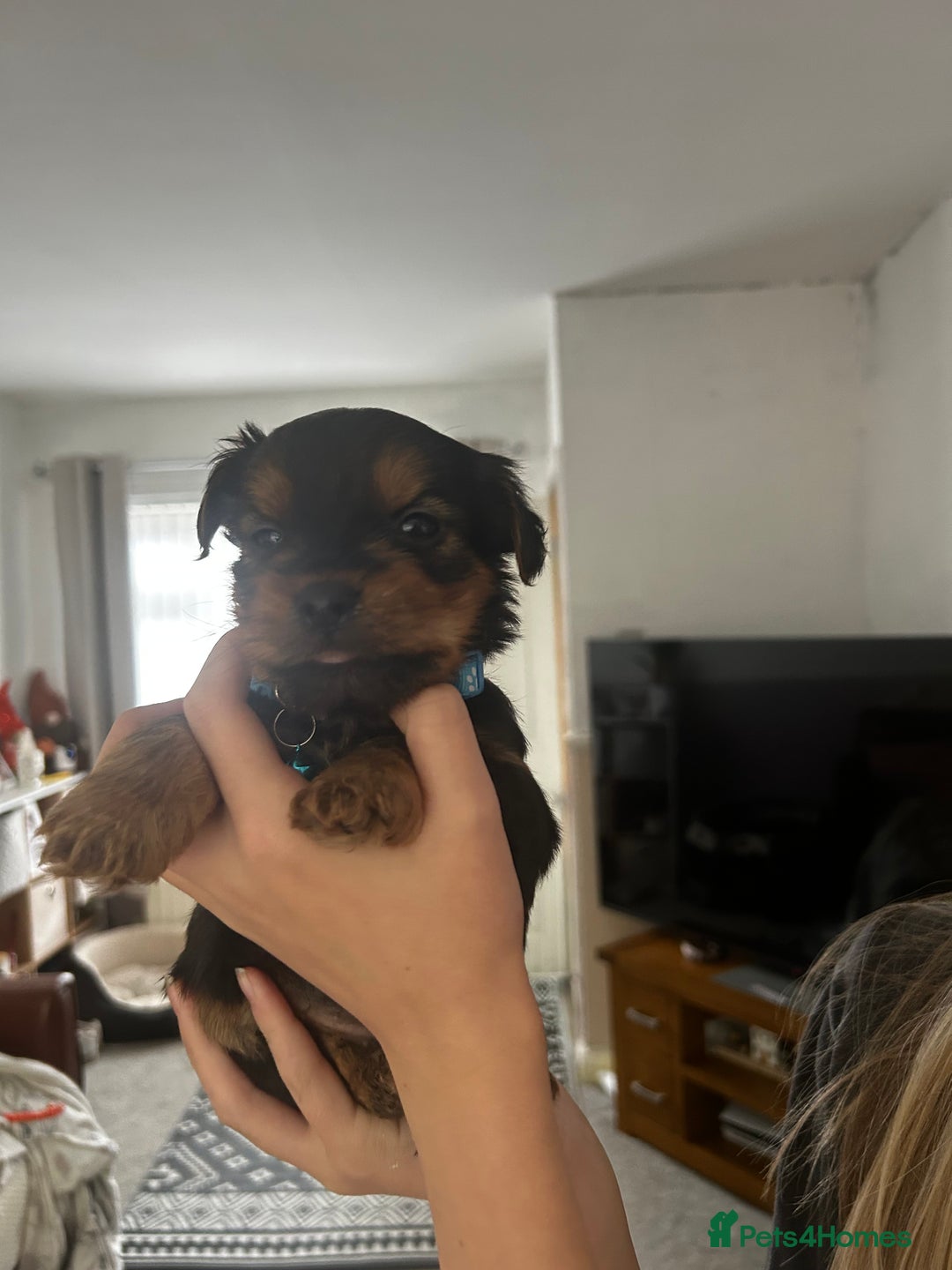 Yorkshire Terrier dogs for sale: Yorkshire Terrier Puppies  - Image 3