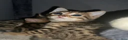 Bengal cats for sale: TICA registered bengal kittens  - Advert 11
