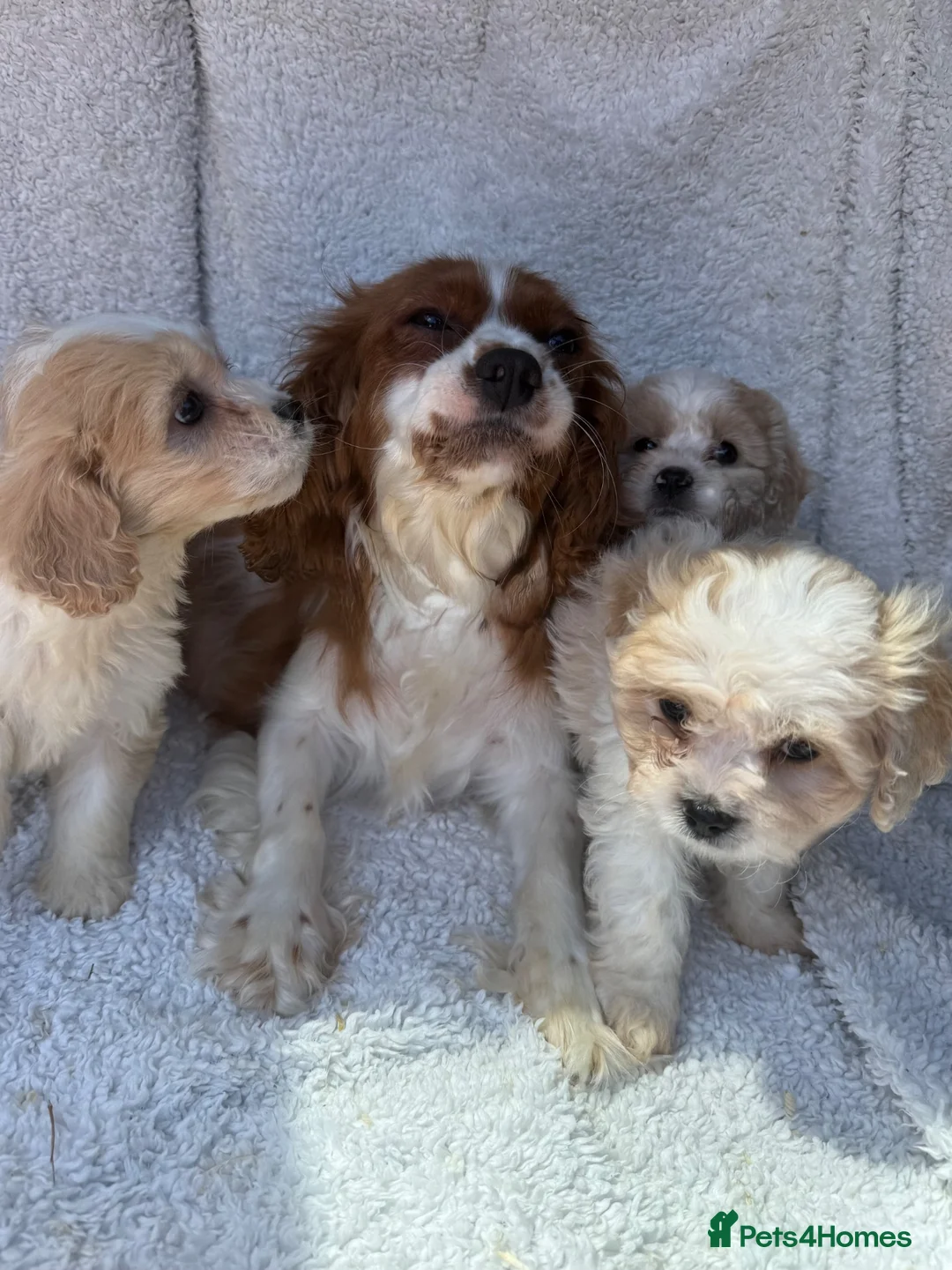 Cavachon dogs for sale: Stunning cavachons puppies  - Advert 10
