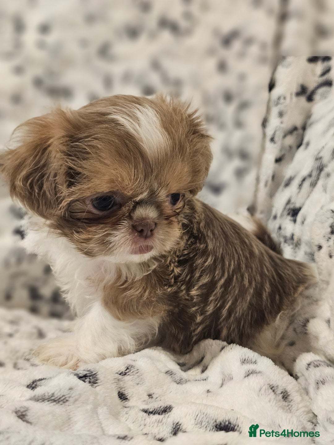 Shih Tzu dogs for sale: Beautiful shih tzu puppies  - Advert 23
